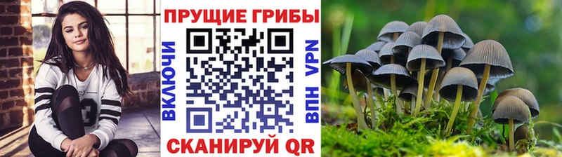 Галлюциногенные грибы прущие грибы  где продают наркотики  Ершов 